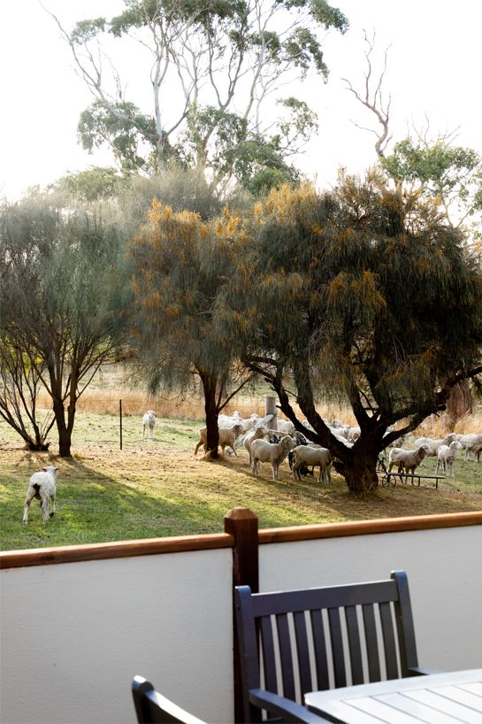 Blacksmith's Cottage backyard with sheep