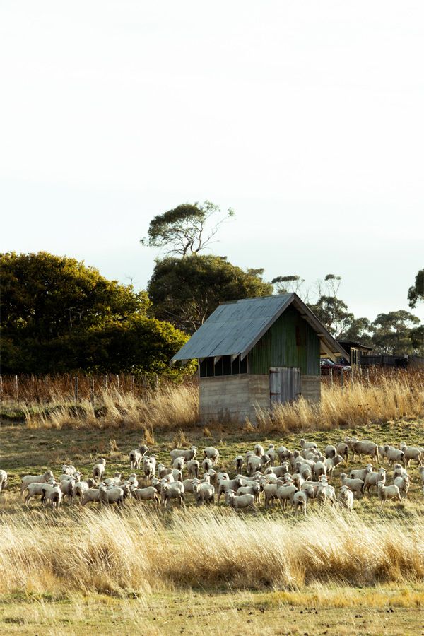 Lisdillon Estate old shed