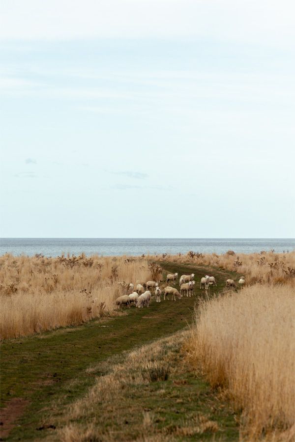 Lisdillon Estate sheep