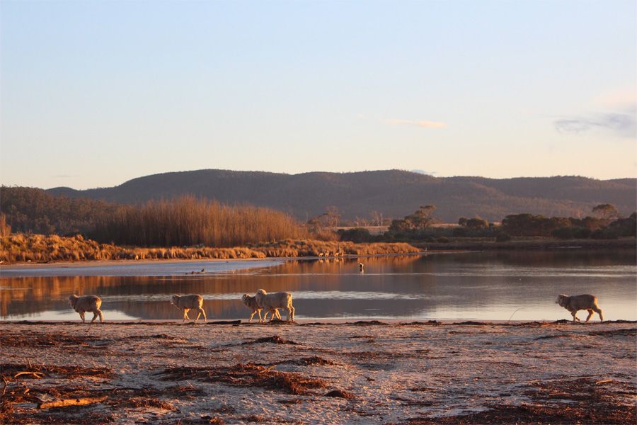 Lisdillon Estate sheep and river