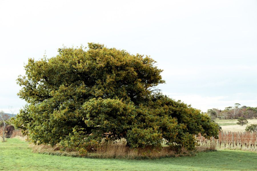 Lisdillon Estate vineyard tree