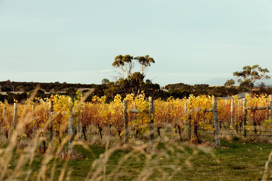 Lisdillon Estate vineyard