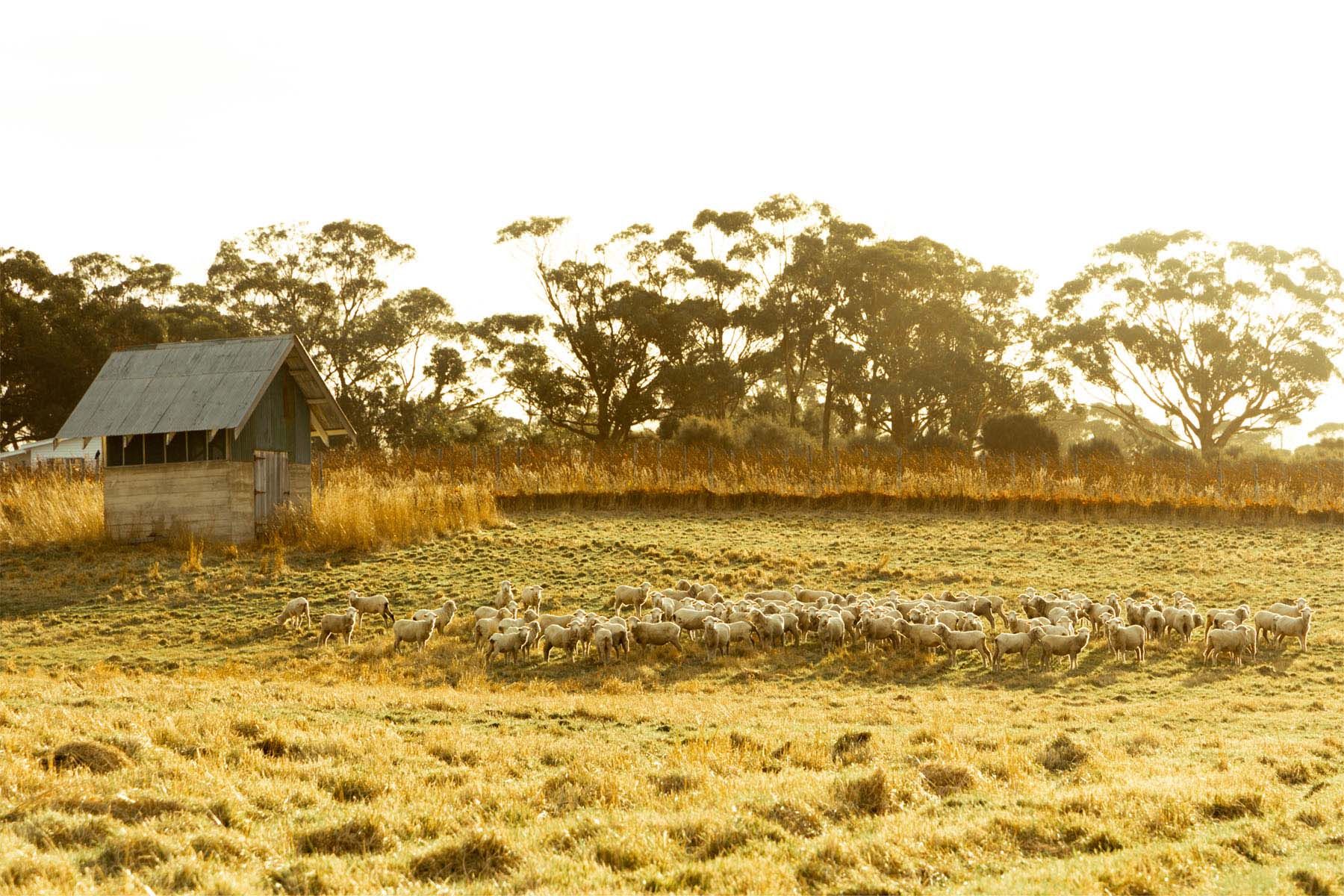 Lisdillon sheep
