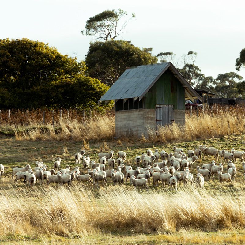 Gillian Review - Hands down one of the most amazing accommodation in Tasmania